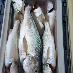 金沢八景鴨下丸 釣果