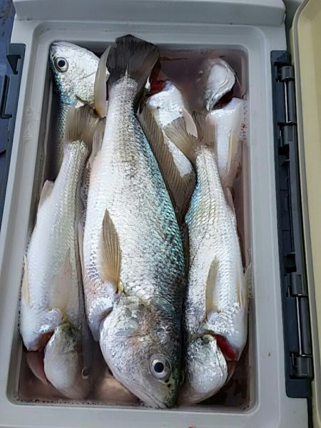 金沢八景鴨下丸 釣果