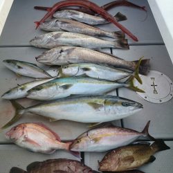 エンペラー 釣果