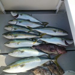 エンペラー 釣果