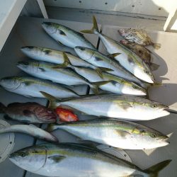 エンペラー 釣果