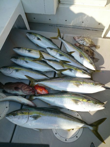 エンペラー 釣果