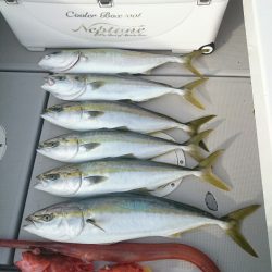 エンペラー 釣果