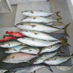 エンペラー 釣果