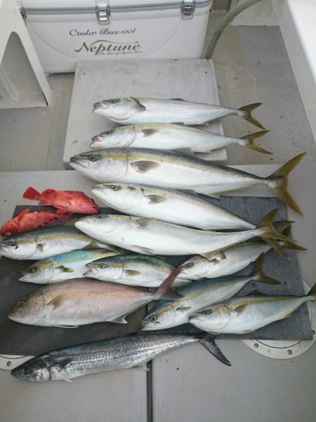 エンペラー 釣果