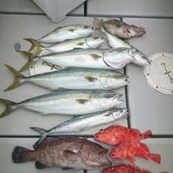 エンペラー 釣果