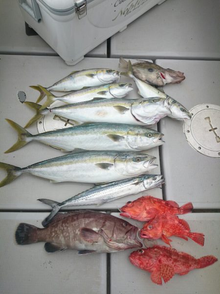 エンペラー 釣果