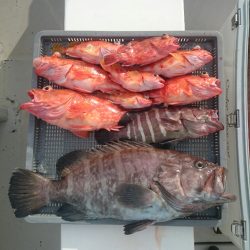 エンペラー 釣果