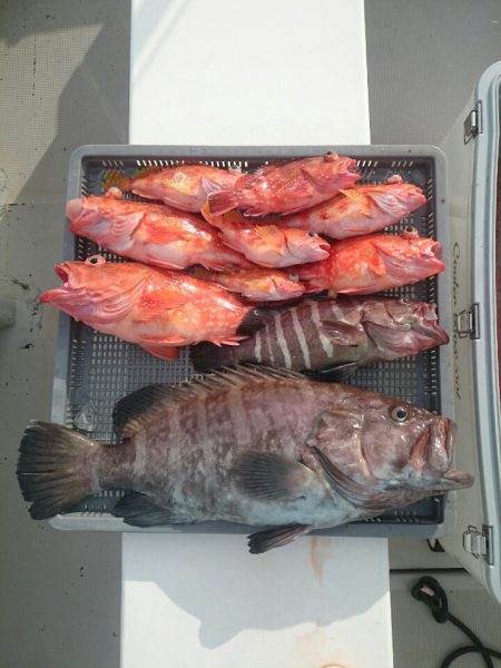 エンペラー 釣果