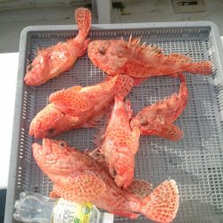 エンペラー 釣果