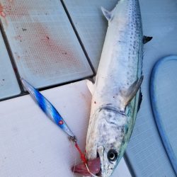 アマテラス 釣果