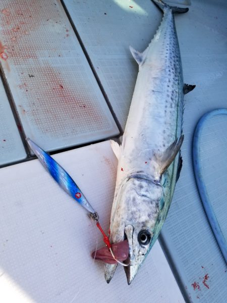 アマテラス 釣果