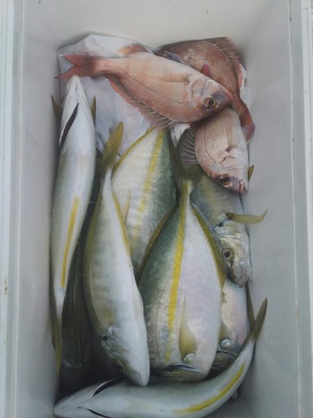 丸万釣船 釣果