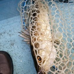 アマテラス 釣果