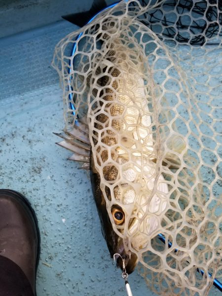 アマテラス 釣果