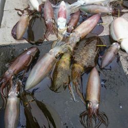 ブルースフィッシングサービス 釣果