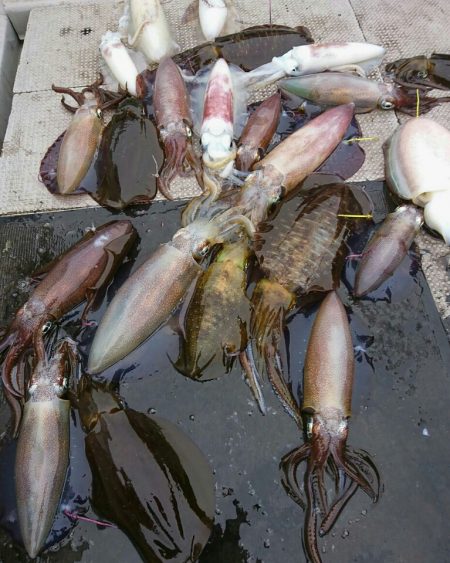 ブルースフィッシングサービス 釣果