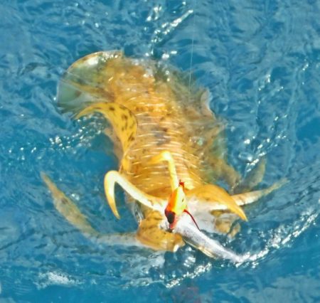 ブルースフィッシングサービス 釣果