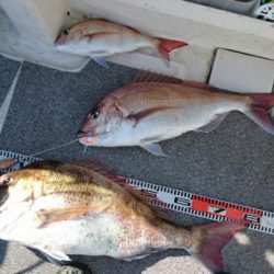 ARCADIAⅡ (アルカディアⅡ) 釣果