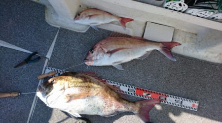 ARCADIAⅡ (アルカディアⅡ) 釣果