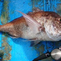 だて丸 釣果