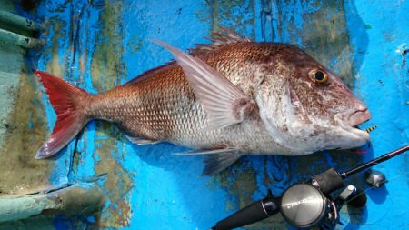 だて丸 釣果