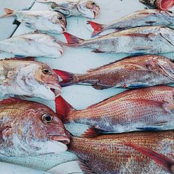 タイラバ遊漁船 ワンピース 釣果