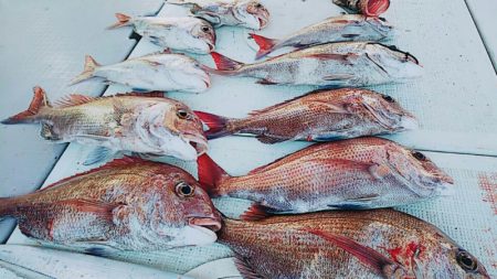 タイラバ遊漁船 ワンピース 釣果