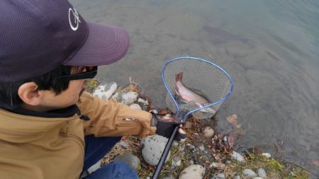 つりぼりあかし 釣果