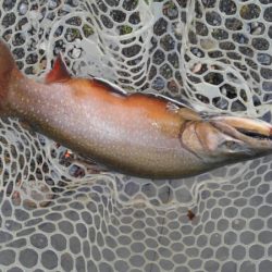 つりぼりあかし 釣果