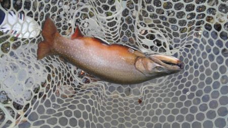 つりぼりあかし 釣果