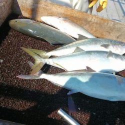 海の釣堀 海恵 釣果
