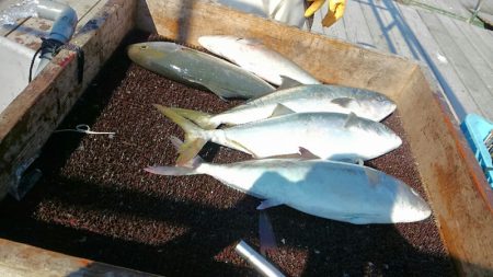 海の釣堀 海恵 釣果