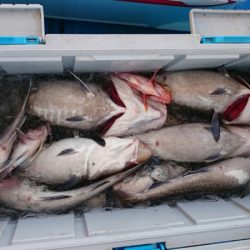 海龍丸（石川） 釣果