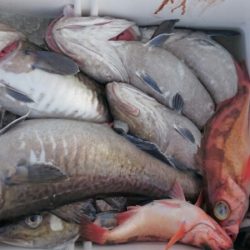 海龍丸（石川） 釣果