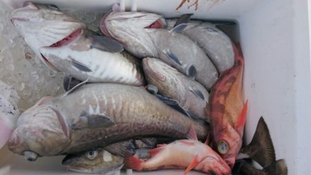 海龍丸（石川） 釣果