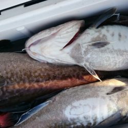 海龍丸（石川） 釣果