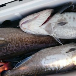 海龍丸（石川） 釣果