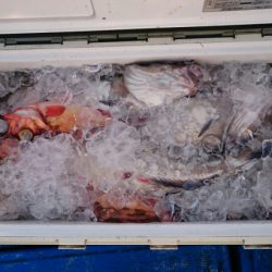 海龍丸（石川） 釣果