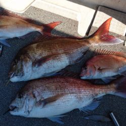 ARCADIAⅡ (アルカディアⅡ) 釣果