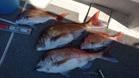 ARCADIAⅡ (アルカディアⅡ) 釣果