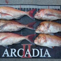 ARCADIAⅡ (アルカディアⅡ) 釣果