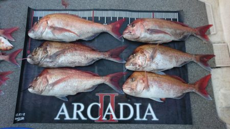ARCADIAⅡ (アルカディアⅡ) 釣果