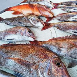 タイラバ遊漁船 ワンピース 釣果