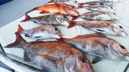 タイラバ遊漁船 ワンピース 釣果