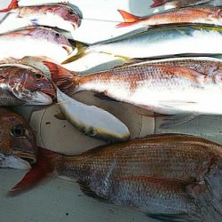 タイラバ遊漁船 ワンピース 釣果