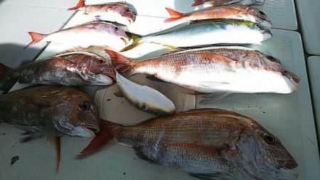 タイラバ遊漁船 ワンピース 釣果