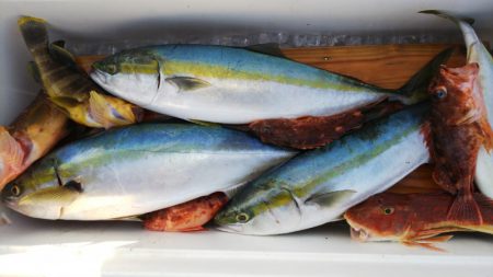 第二龍勢丸 釣果