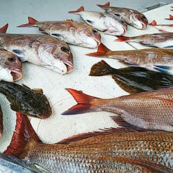 タイラバ遊漁船 ワンピース 釣果