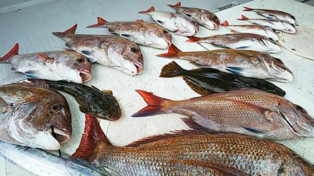 タイラバ遊漁船 ワンピース 釣果